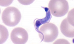 Trypanosoma cruzi - Introduction, History, Habitat, Morphology, Culture