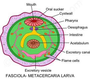 hepatica fasciola habitat