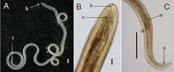 Loa loa - Introduction, Classification, History, Habitat, Morphology