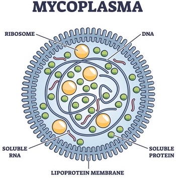 Mycoplasma hominis - Introduction, Classification, Morphology ...