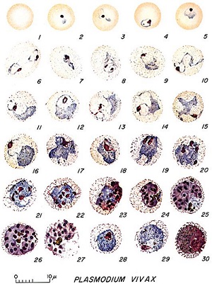 Plasmodium vivax -Introduction, History, Habitat, Morphology, Culture