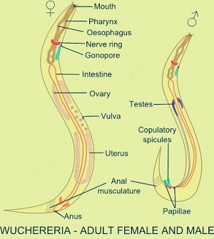 Wuchereria bancrofti - Introduction, Classification, History, Habitat ...