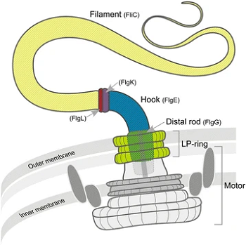 Ring, slide and hook - Wikipedia